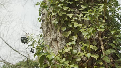 steady-shot-of-a-tree