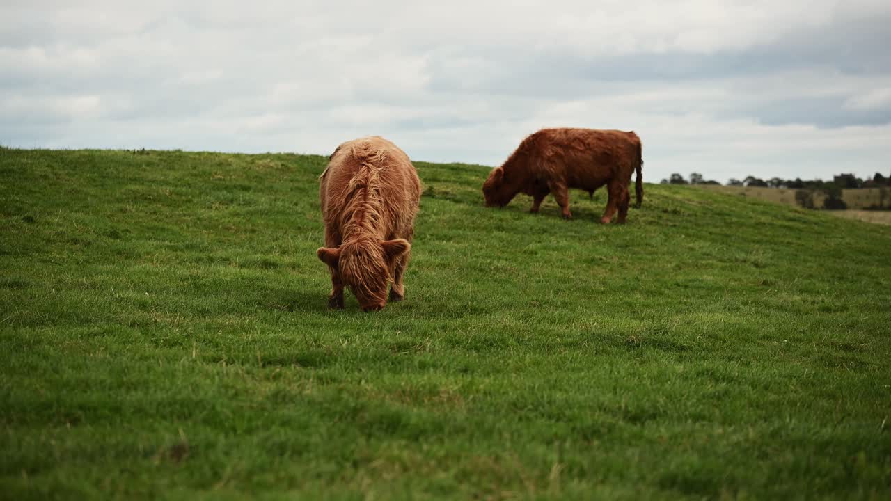 Two beautiful highland cattle grazing in the green scottish highlands- Static shot