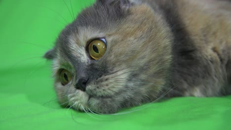 4k. vista lateral. gato, tendido en la cama, usando un teléfono inteligente con una maqueta de pantalla verde.
