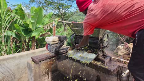 coffee bean processing on a small farm