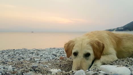 puppy dog at the beach having fun.