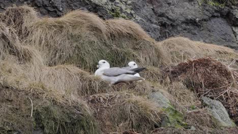 northern fulmar pair sit on nesting site near rugged grass cliff on windy day