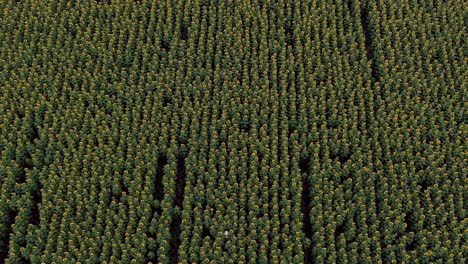 woman in a hat walks along a limitless field with sunflowers. aerial view video from copter. top view.