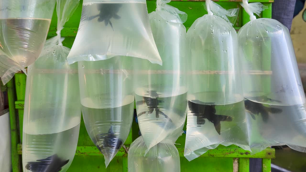 Black goldfish in plastic bags of water for sale on motorbike in Bali Indonesia