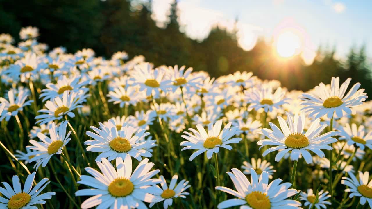 Low-angle video captures a vibrant field of daisies under a setting sun, highlighting nature's