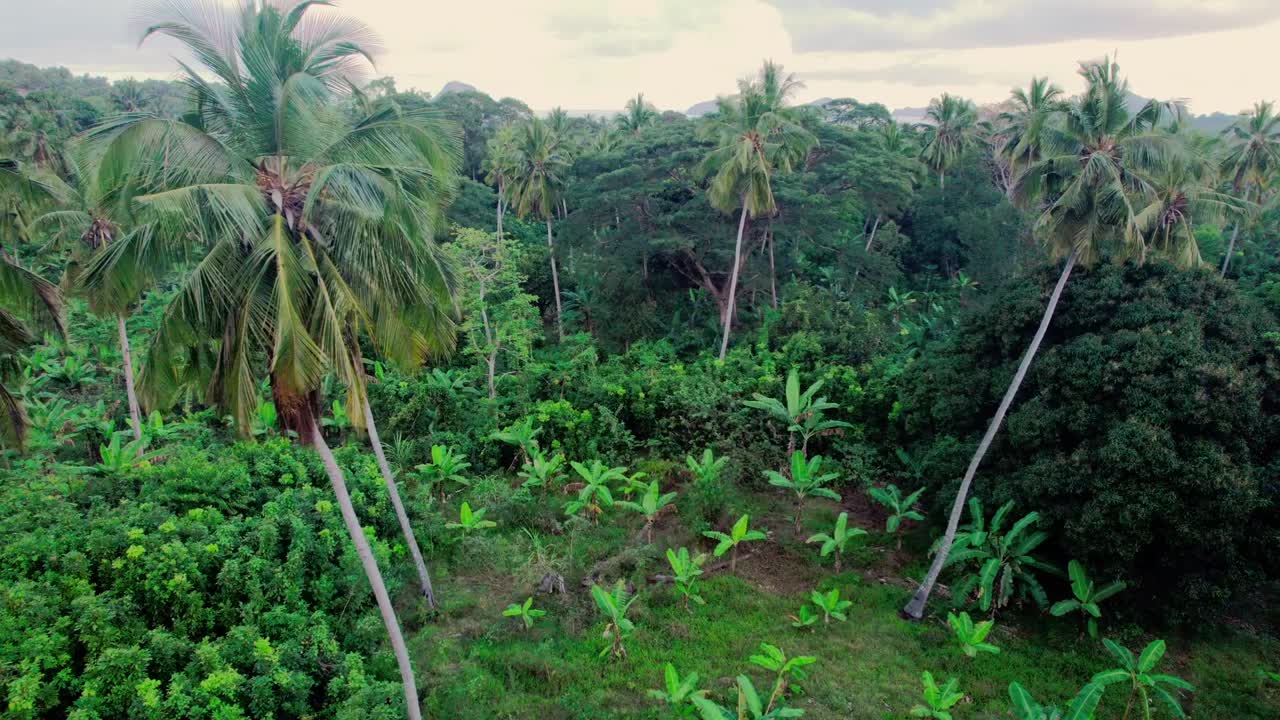 volando entre cocoteros en medio de la selva tropical, vista aérea