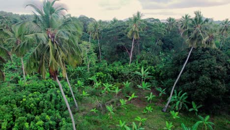 flying between coconut trees in the middle of the rainforest, aerial view