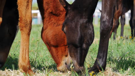 low perspective shot 3 horses eating grazing in foreground