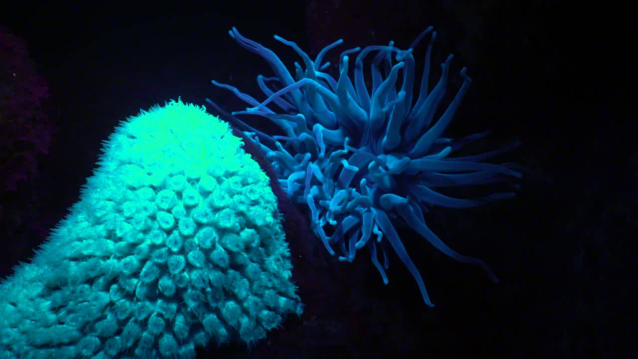por la noche, un coral y una anémona brillan un azul fluorescente