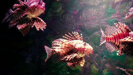 lion fish