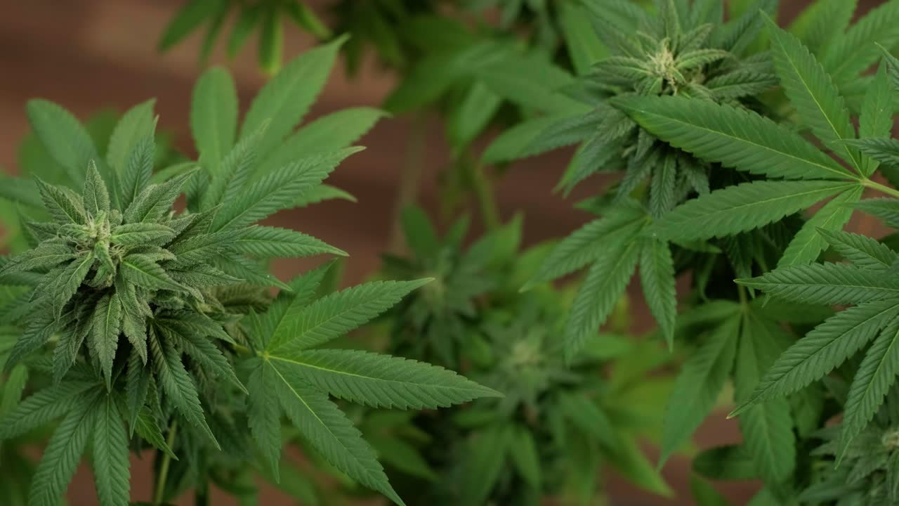 la floración del cannabis, el cultivo orgánico de cannabis para uso médico en el campo de la marihuana.