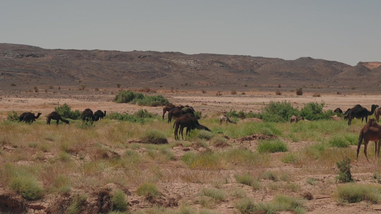 Large herd of camels grazes across sparse scrubland on flat desert plain with rocky hills behind