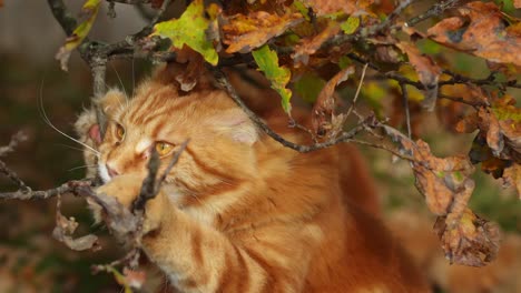 close-up of orange tabby maine coon cat playing with the branches of an oak tree