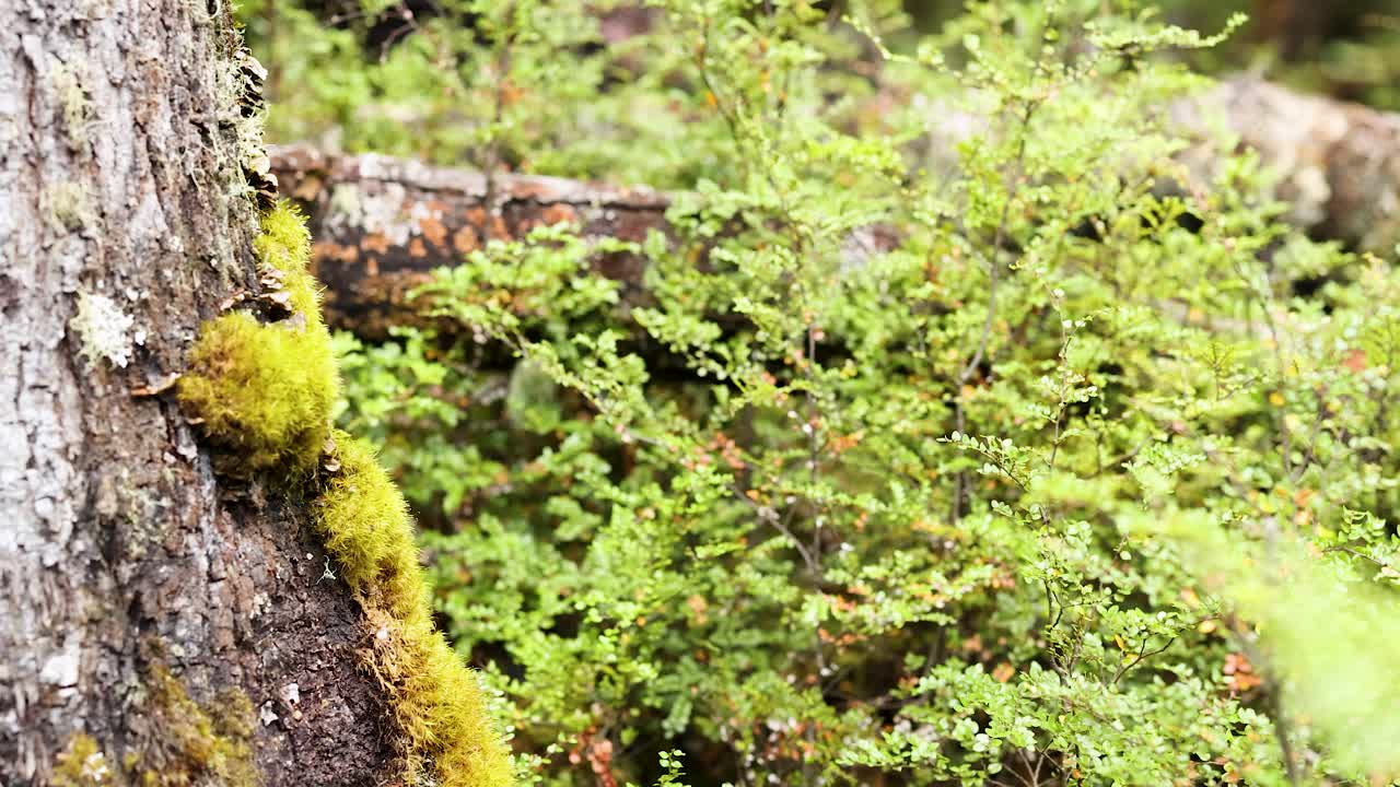 Close-up of moss on a tree trunk in a vibrant, green forest. Soft lighting enhances the natural textures and colors