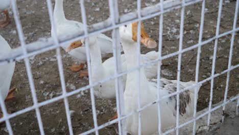 pato parado cerca de la valla de alambre en el recinto