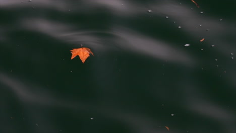 A-leaf-float-on-dark-water