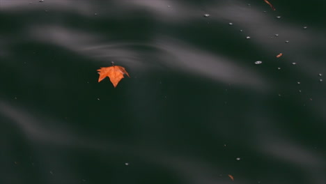 a leaf float on dark water