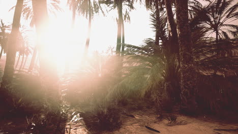 the palms oasis trail is one of many popular hikes in national park