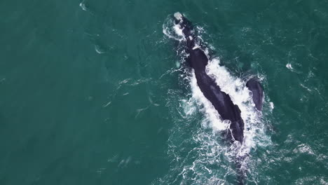 gran ballena franca austral sopla arco iris con ternero animado nadando a lo largo