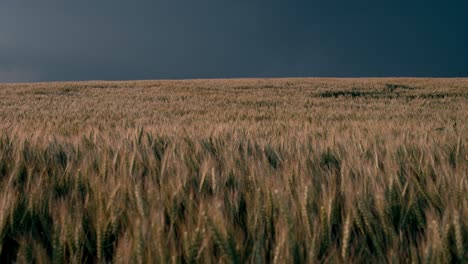 Weizenfeld-Schwankt-Im-Wind-Während-Eines-Gewitters-In-Der-Dordogne