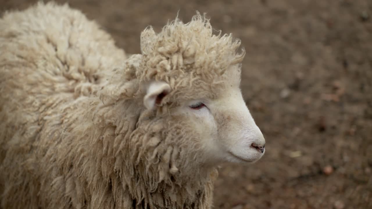 Close-up Portrait Of A Young Romney Sheep In PyeongChang-gun, Gangwon Province, South Korea