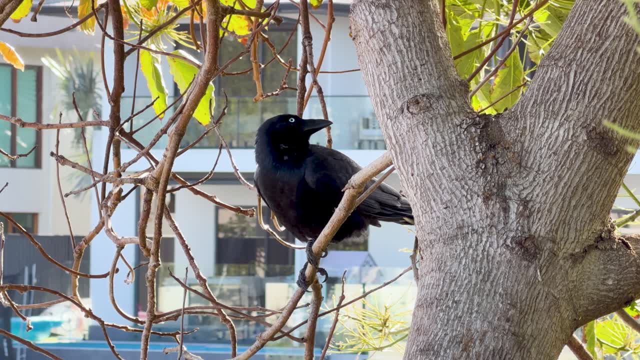 Australian crow perches alertly on tree branch in bright daylight, minimal camera movement