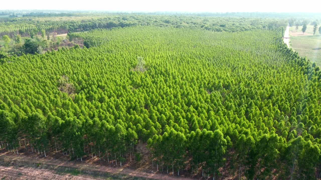 vista aérea de aviones no tripulados fuera del bosque en crecimiento agrícola