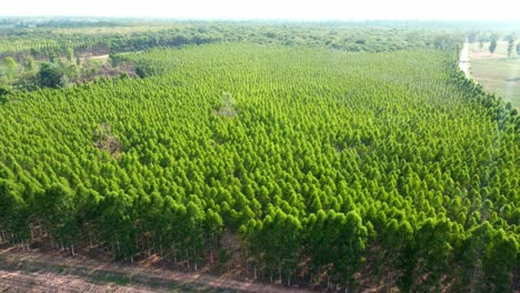 Drone-aerial-view-outside-of-the-woodland-growing-agricultural