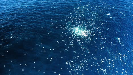 flock of gannets diving to feed on bait ball sardine run, aerial shot