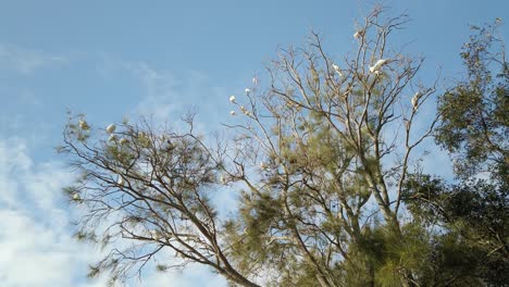 Flock-of-Cockatoos-in-the-nature-resting-on-the-tree-branches
