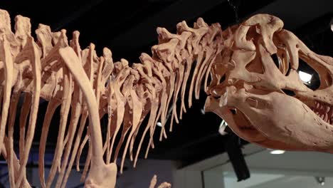 detailed view of t-rex skeleton exhibit