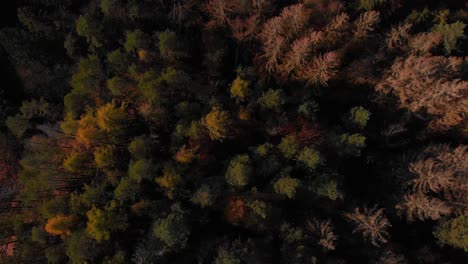 Colorful-treetops-of-coniferous-forest-in-Saxon-Switzerland,-Germany