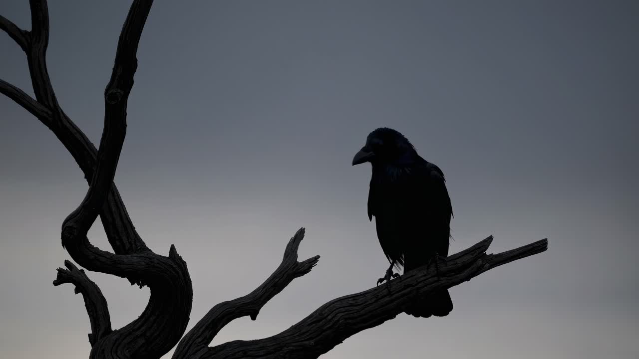 Silhouette di un corvo appollaiato su un ramo contorto contro un cielo cupo, catturata da un'angolazione bassa