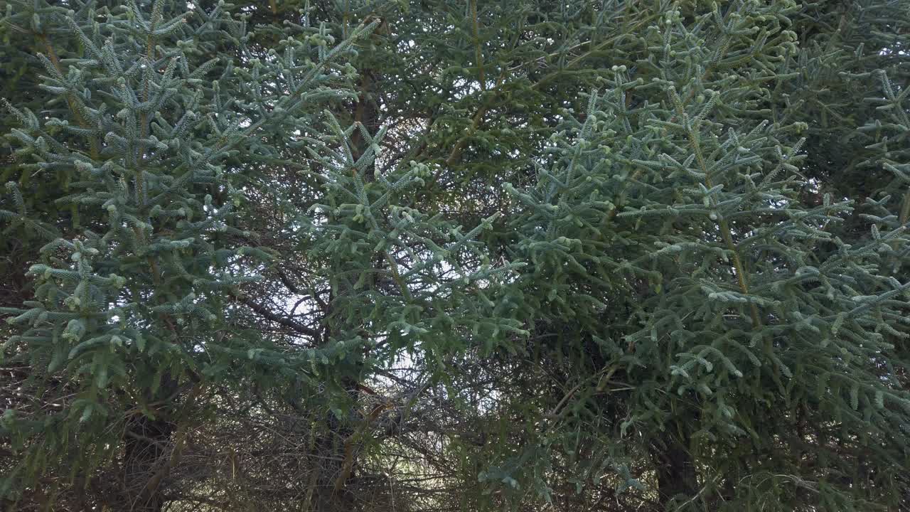 위로 기울이기, 멸종 위기에 처한 스페인 전나무 상록수 가지, 아비 핀사포