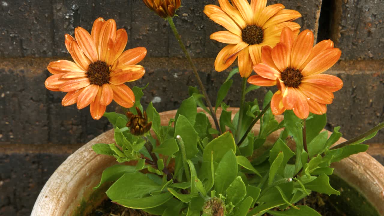 Fiori arancioni brillanti in vaso con foglie verdi.