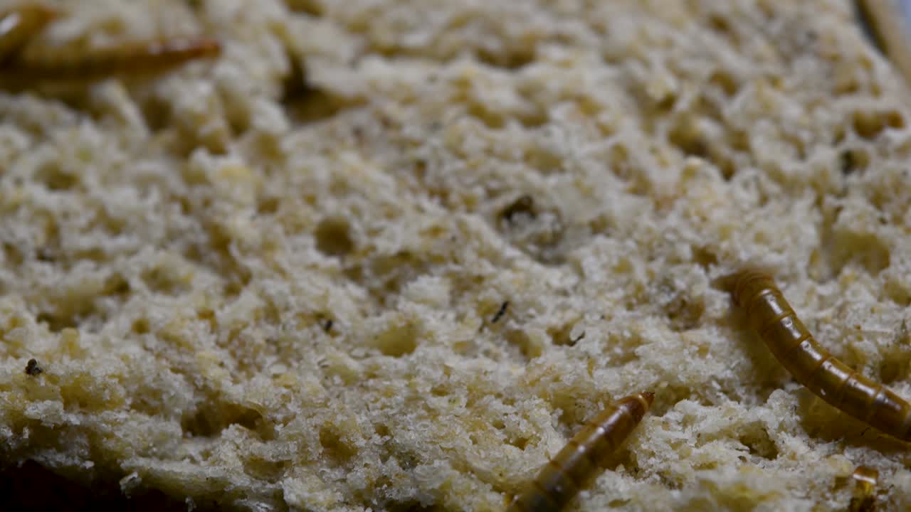 밀웜은 물고기, 뱀, 새, 개구리와 같은 애완동물에게 먹이를 주는 데 사용되는 딱정벌레의 일종입니다.