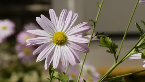 moth sitting on a pink-white daisy during a sunny, breezy afternoon