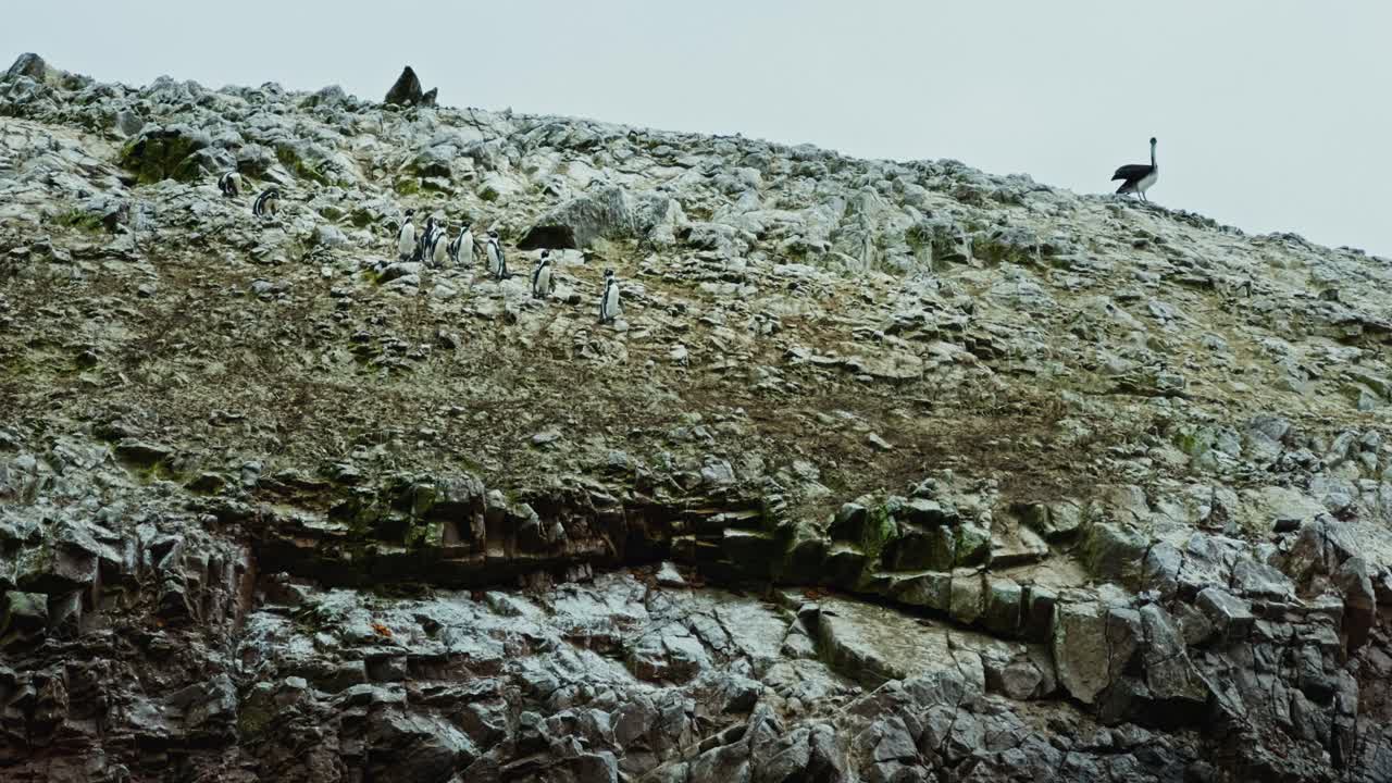 Side profile of Isla Ballestas cliff wall with distant Humboldt Penguin birds standing along rugged coast