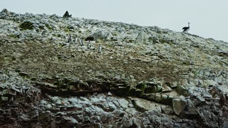 side profile of isla ballestas cliff wall with distant humboldt penguin birds standing along rugged coast
