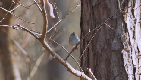 pequeño pájaro ruiseñor marrón posado en la rama de un árbol en el bosque