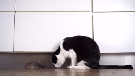 a reluctant but curious european shorthair cat is cautiously investigating a small common brown norway rat sitting on the floor by the kitchen cabinets