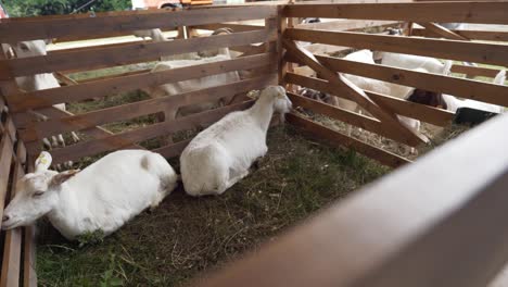 cabras sentadas en un corral de madera esperando ser juzgadas en el festival nacional