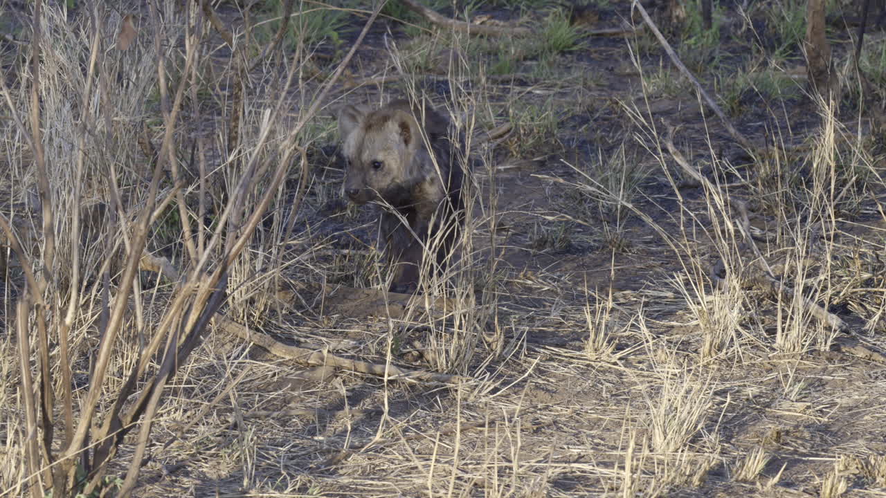 cachorro de hiena manchada caminando en sabana arbolada hacia la cámara