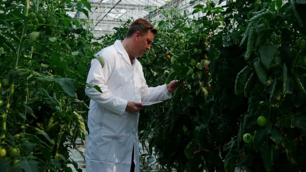 científico con tableta digital examinando plantas en el invernadero 4k