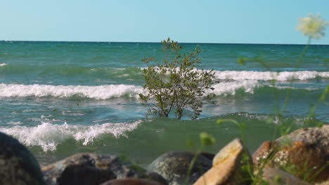 un árbol que crece fuera del agua debido a las mareas altas