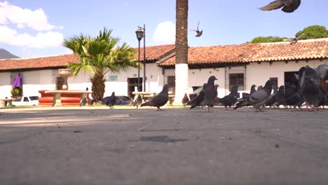 palomas en la calle latinoamericana