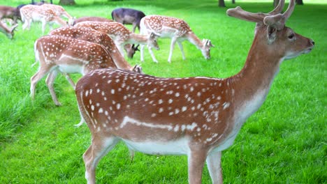 static close up shot of a brown with white spots deer chewing while others eat grass in background