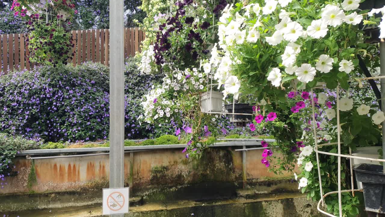 las hermosas flores y camas de hierba de cameron highlands, malasia.