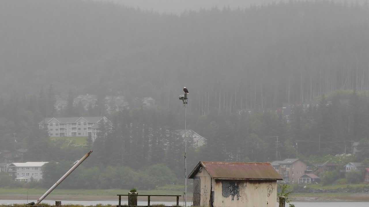 Bald eagle, sitting on a pole in Juneau, Alaska, on a rainy day.