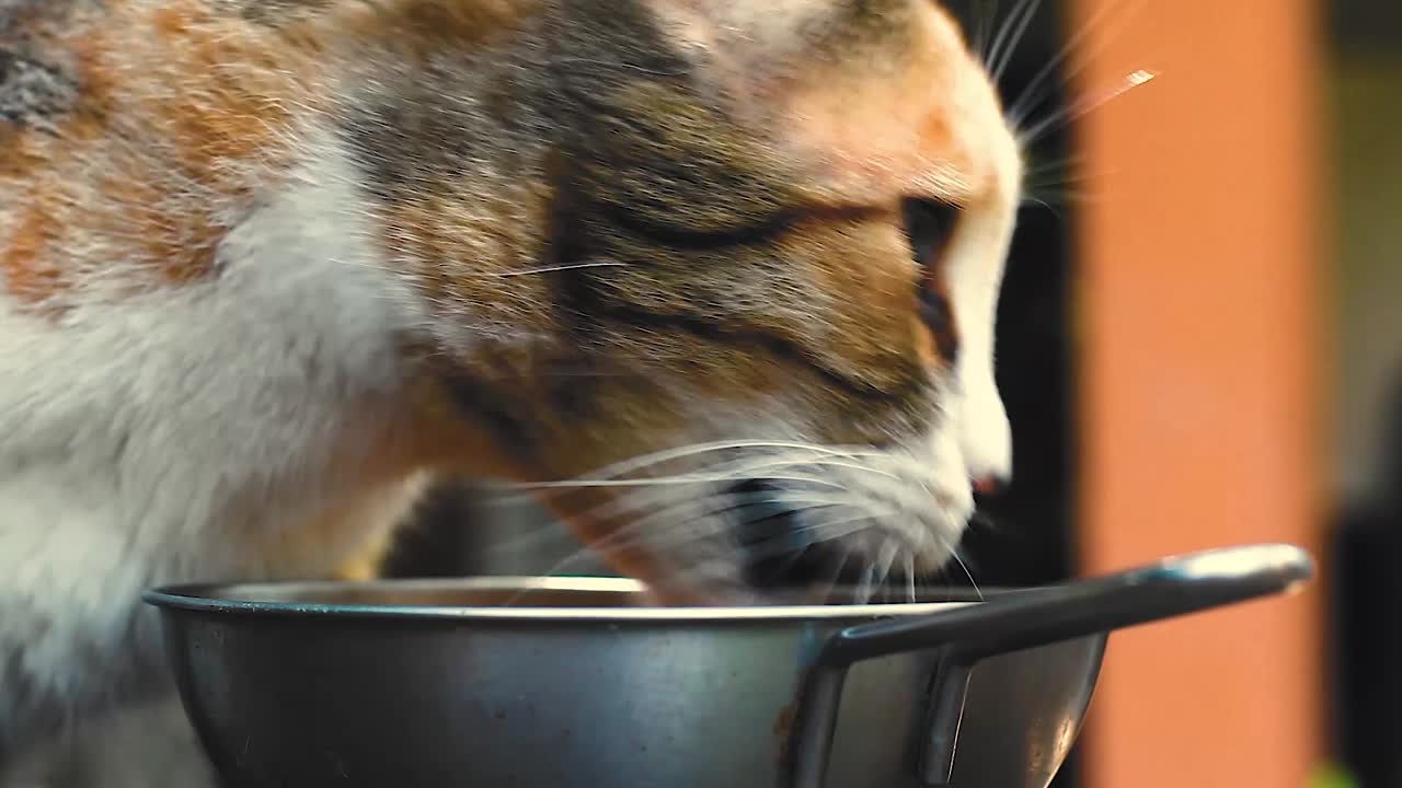 Katze frisst Futter aus Napf